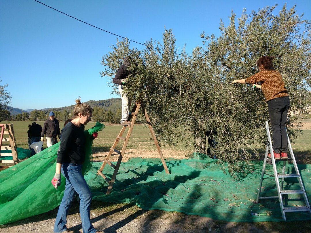Jornada de collir olives