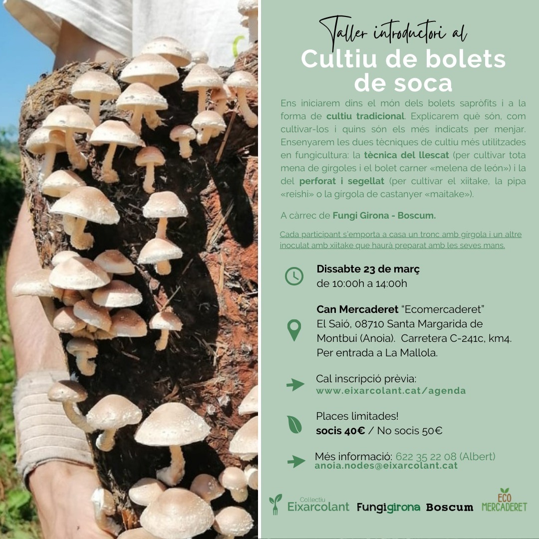 Cultiu de bolets de soca